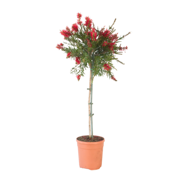 Lampenpoetsersplant - Callistemon citrinus'Splendens'- Hoogte 90-110cm -⌀21cm