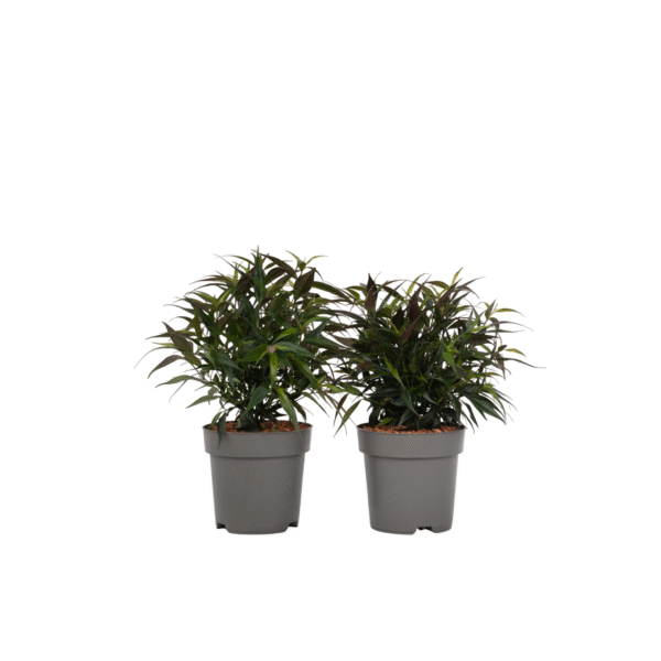 Trompetkruid - Set van 2 - Strobilanthes‘Brunetthy’ - Hoogte 25-40cm - ⌀17cm