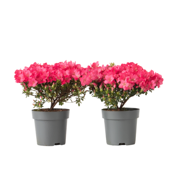 Japanse azalea - Set van 2 - Rhododendron'Anouk'- Hoogte 25-40cm -⌀17cm