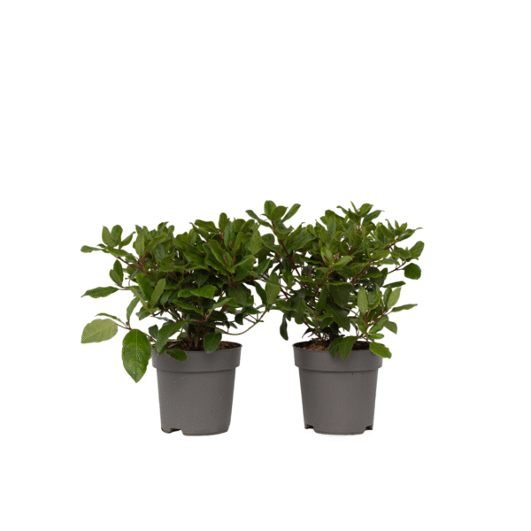 Sneeuwbalplant - Set van 2 - Viburnum tinus - Hoogte 25-40cm -⌀17cm