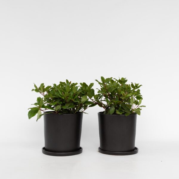 Sneeuwbalplant - Set van 4 - Viburnum tinus - Hoogte 25-40cm -⌀17cm