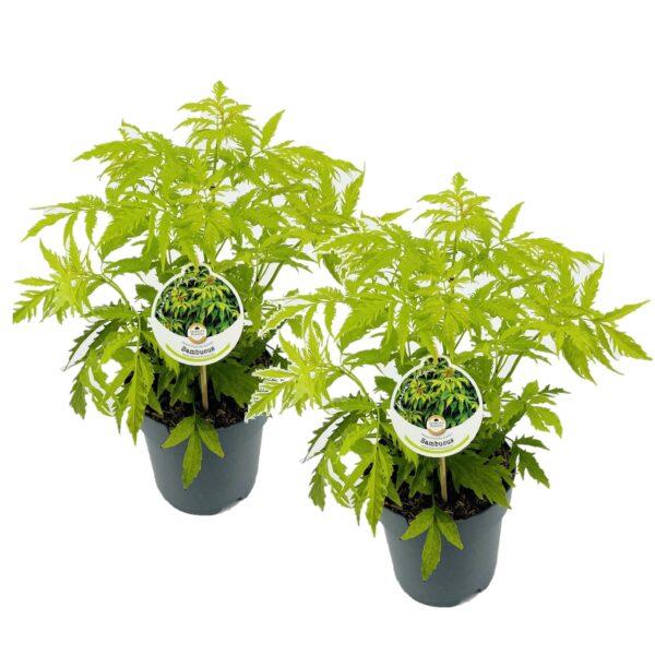Geelbladige vlier - Set van 2 - Sambucus nigra'Aurea'- Hoogte 25-40cm -⌀17cm