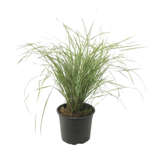 Bont struisriet - Calamagrostis acutiflora'Overdam'- Hoogte 20-30cm -⌀23cm
