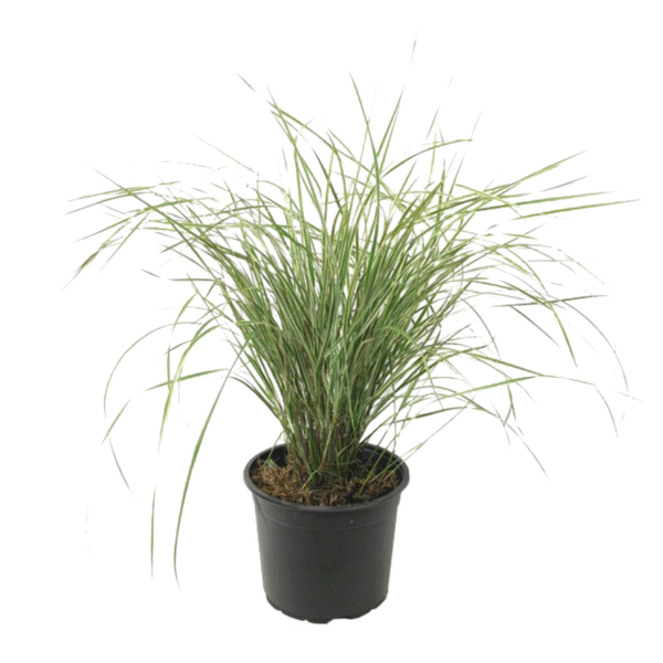 Bont struisriet - Calamagrostis acutiflora'Overdam'- Hoogte 20-30cm -⌀23cm