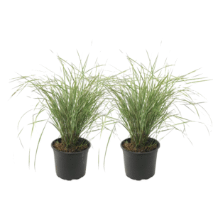Bont struisriet - Set van 2 - Calamagrostis'Overdam'- Hoogte 20-30cm -⌀23cm