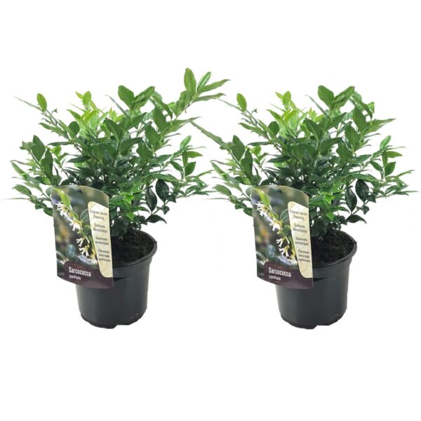 Vleesbes - Set van 2 - Sarcococca'Confusa'- Hoogte 30-40cm -⌀17cm