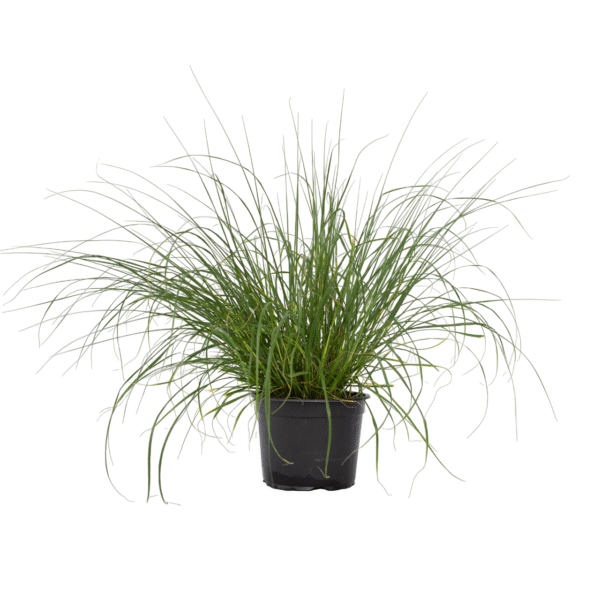 Lampenpoetersgras - Pennisetum alopecuroides'Hameln'- Hoogte 20-30cm -⌀23cm
