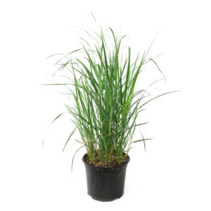 Struisriet - Calamagrostis'Karl Foerster'- Hoogte 40-60cm -⌀23cm