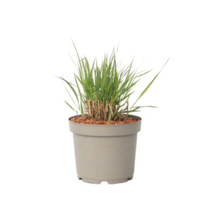 Vingergras - Panicum virgatum'Heavy Metal'- Hoogte 40-60cm -⌀23cm