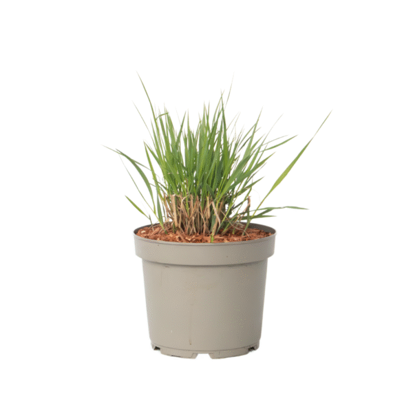 Vingergras - Panicum virgatum'Heavy Metal'- Hoogte 40-60cm -⌀23cm