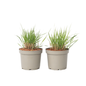 Vingergras - Set van 2 - Panicum virgatum'Heavy Metal'- Hoogte 40-60cm -⌀23cm