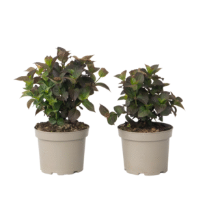 Hortensia - Set van 2 - Hydrangea serrata'Dare Devil'- Hoogte 19cm
