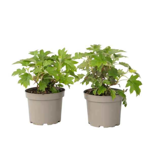 Hortensia - Set van 2 - Hydrangea'Toy Soldier'- Hoogte 25-40cm -⌀19cm