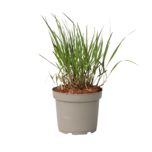 Vingergras - Panicum Virgatum'Squaw'- Hoogte 40-60cm -⌀23cm