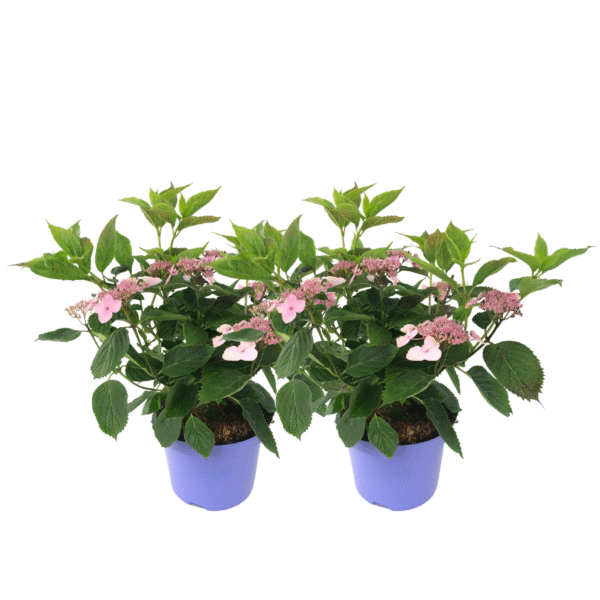 Hortensia - Set van 2 - Hydrangea'Magic Pillow'- Hoogte 25-40cm -⌀19cm