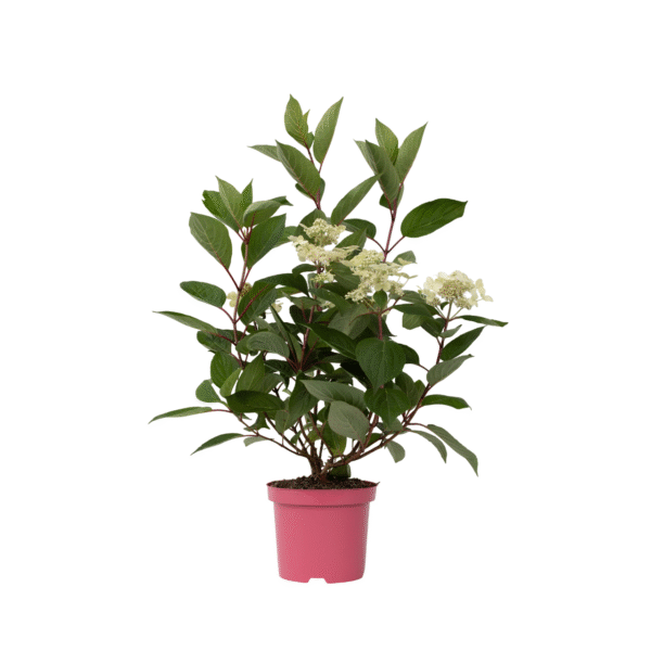 Pluimhortensia - Hydrangea paniculata'Early Harry'- Hoogte 25-40cm -⌀19cm