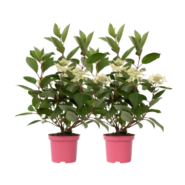 Pluimhortensia - Set van 2 - Hydrangea'Early Harry'- Hoogte 25-40cm -⌀19cm