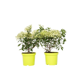 Pluimhortensia - Set van 2 - Hydrangea'Bobo'- Hoogte 25-40cm -⌀19cm