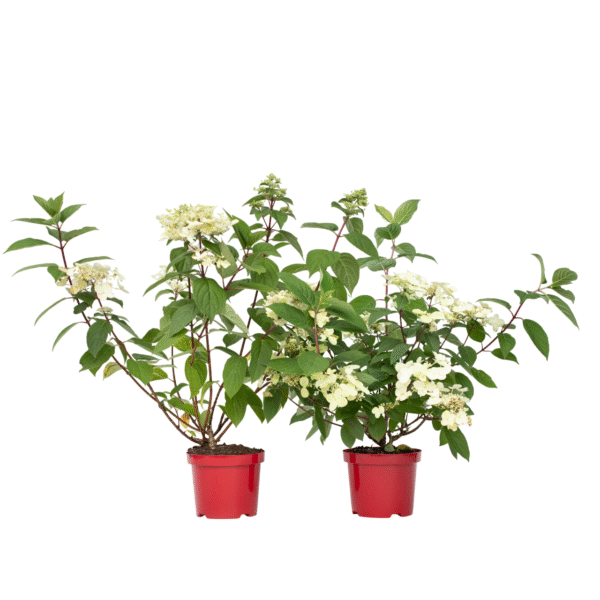 Pluimhortensia - Set van 2 - Hydrangea'Wim's Red'- Hoogte 25-40cm -⌀19cm