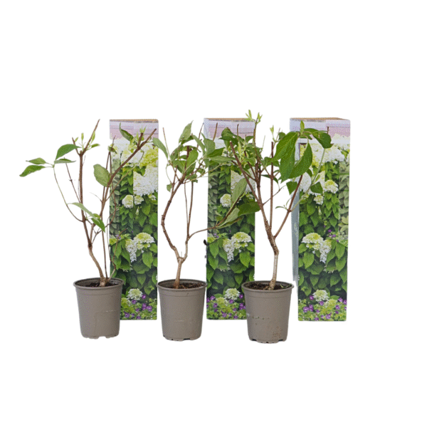 Pluimhortensia - Set van 3 - Hydrangea'Silver Dollar'- Hoogte 25-40cm -⌀9cm