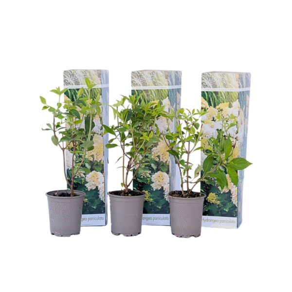 Pluimhortensia - Set van 3 - Hydrangea'Phantom'- Hoogte 25-40cm -⌀9cm