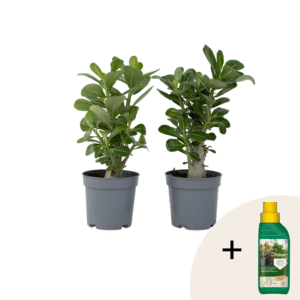 Woestijnroos - Set van 2 - Adenium obesum - Hoogte 25-40cm -⌀10,5cm
