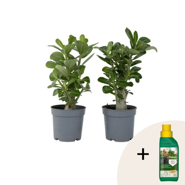 Woestijnroos - Set van 2 - Adenium obesum - Hoogte 25-40cm -⌀10,5cm