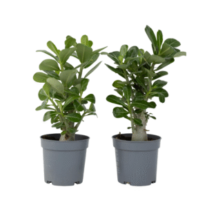 Woestijnroos - Set van 2 - Adenium obesum - Hoogte 25-40cm -⌀10,5cm