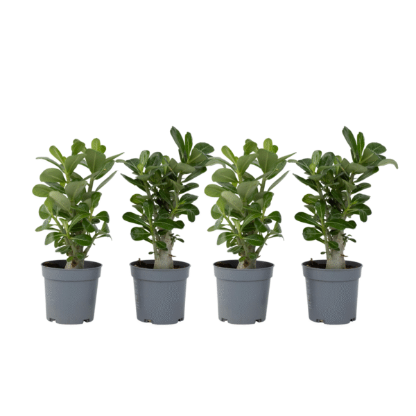 Woestijnroos - Set van 4 - Adenium obesum - Hoogte 25-40cm -⌀10,5cm