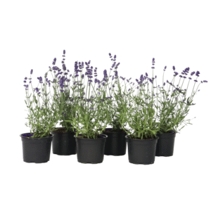 Lavendel - Set van 6 - Lavandula angustifolia - Hoogte 10-15cm -⌀10,5cm
