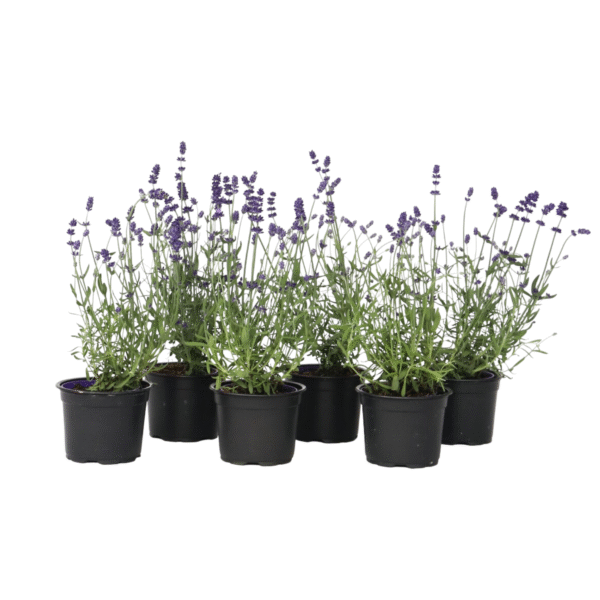Lavendel - Set van 6 - Lavandula angustifolia - Hoogte 10-15cm -⌀10,5cm