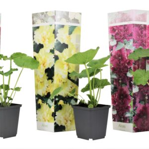 Stookroos - Set van 3 - Alcea rosea - Hoogte 25-40cm -⌀9cm