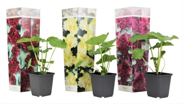 Stookroos - Set van 3 - Alcea rosea - Hoogte 25-40cm -⌀9cm