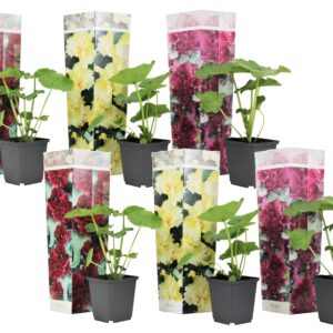 Stookroos - Set van 6 - Alcea rosea - Hoogte 25-40cm -⌀9cm
