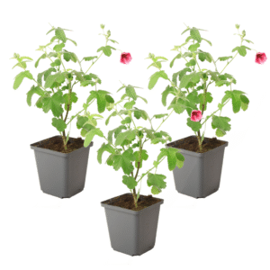 Kaapse malva - Set van 3 - Anisodontea capensis El Rayo - Hoogte 25-40cm -⌀9cm