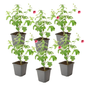 Kaapse malva - Set van 6 - Anisodontea'El Rayo'- Hoogte 25-40cm -⌀9cm