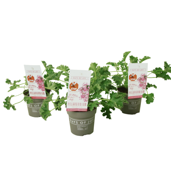 Geranium - Set van 3 - Pelargonium'Pink Capitatum'- Hoogte 15-25cm -⌀10cm
