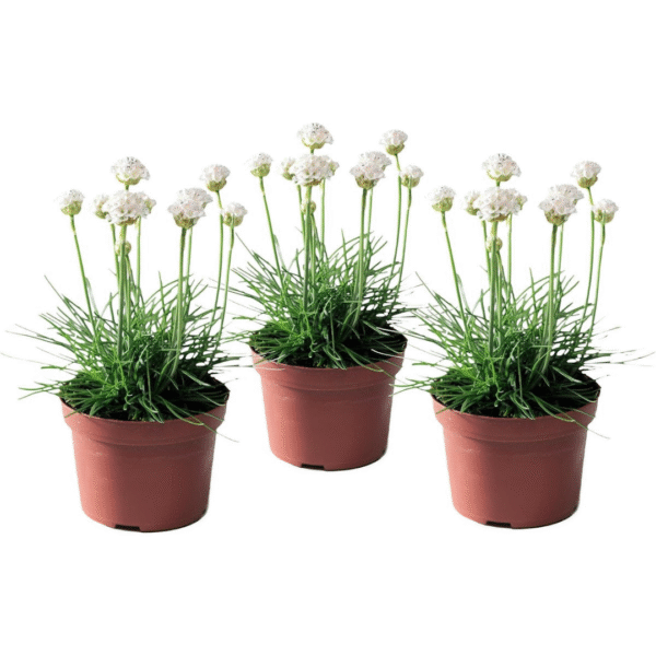 Engels gras - Set van 3 - Armeria maritima'Deep White'- Hoogte 20-30cm -⌀12cm