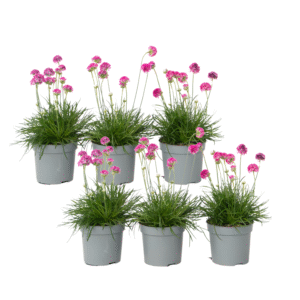 Engels gras - Set van 6 - Armeria maritima'Deep Rose'- Hoogte 20-30cm -⌀12cm