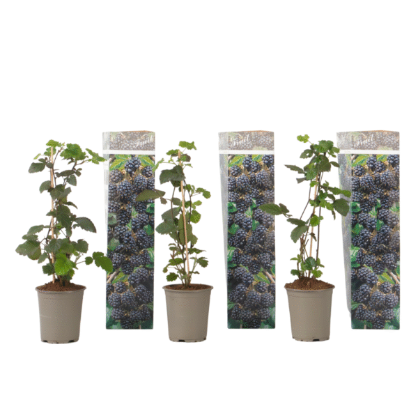 Bramenplant - Set van 3 - Rubus Thornless - Hoogte 25-40cm -⌀9cm