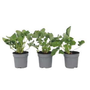 Aardbeienplant - Set van 3 - Fragaria ananassa'Roman'- Hoogte 15-20cm -⌀9cm