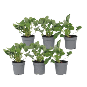 Aardbeienplant - Set van 6 - Fragaria ananassa'Roman'- Hoogte 15-20cm -⌀9cm
