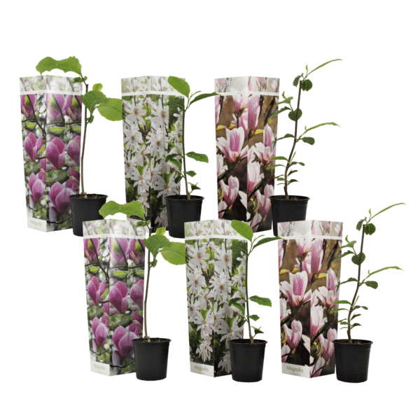 Magnolia - Set van 6 - Magnolia - Hoogte 25-40cm -⌀9cm