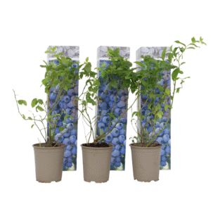 Blauwe bessen - Set van 3 - Vaccinium'Sunshine Blue'- Hoogte 25-40cm -⌀9cm