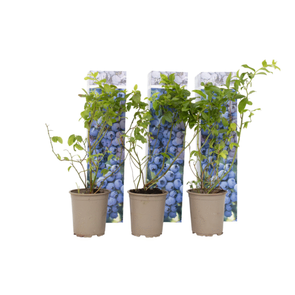 Blauwe bessen - Set van 6 - Vaccinium'Sunshine Blue'- Hoogte 25-40cm -⌀9cm
