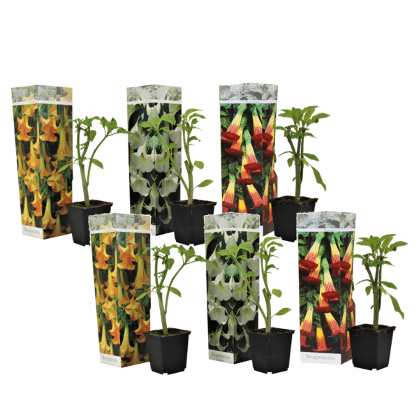 Engelentrompet - Set van 6 - Brugmansia - Hoogte 25-40cm -⌀9cm