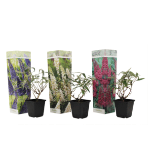 Vlinderstruik - Set van 3 - Buddleja davidii - Hoogte 25-40cm -⌀9cm
