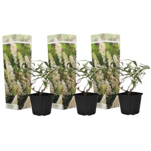 Vlinderstruik - Set van 3 - Buddleja'White Profusion'- Hoogte 25-40cm -⌀9cm