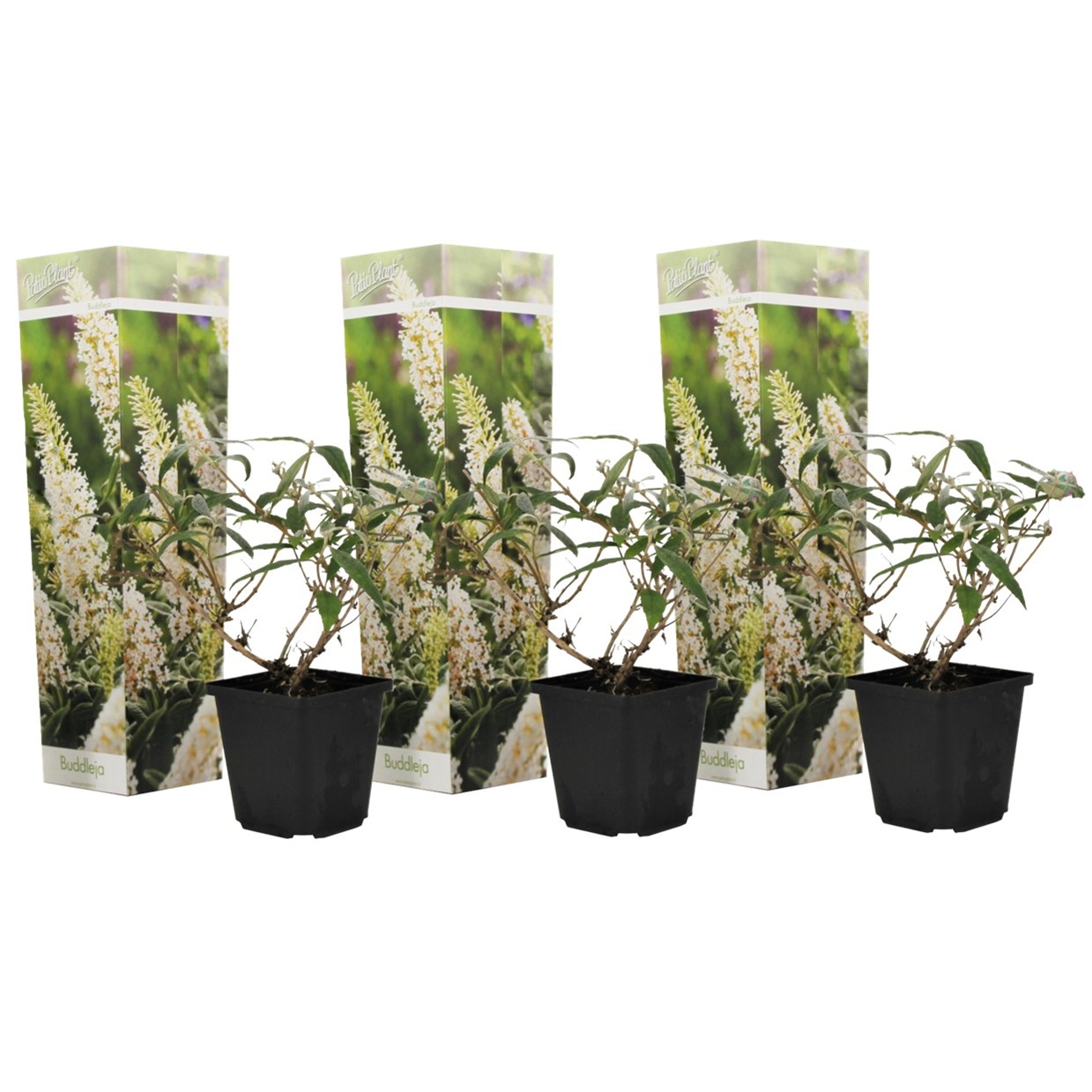 Vlinderstruik - Set van 3 - Buddleja'White Profusion'- Hoogte 25-40cm -⌀9cm 1 Vlinderstruik - Set van 3 - Buddleja'White Profusion'- Hoogte 25-40cm -⌀9cm