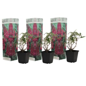 Vlinderstruik - Set van 3 - Buddleja'Pink Delight'- Hoogte 25-40cm -⌀9cm